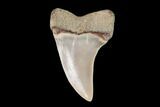 Fossil Shark (Carcharodon planus) Tooth - Sharktooth Hill, CA #94657-1